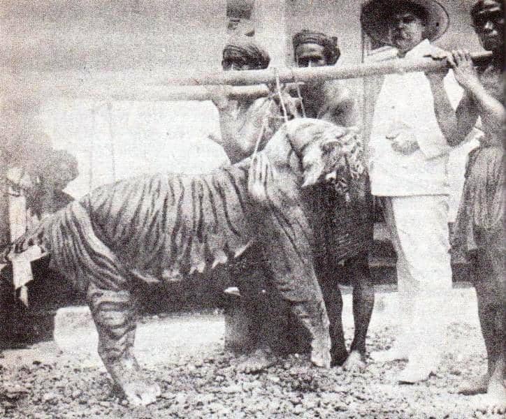 potret harimau bali (Panthera tigris balica) yang ditembak dalam sebuah perburuan di tahun 1920-an