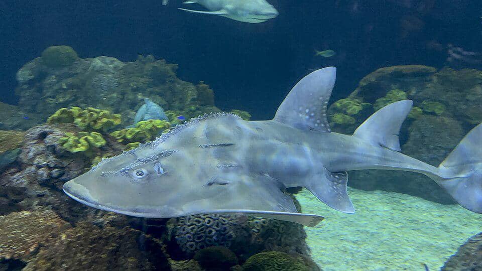 pari barong dewasa dengan ukuran jumbo