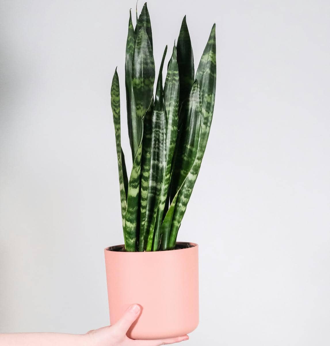 Tanaman lidah mertua