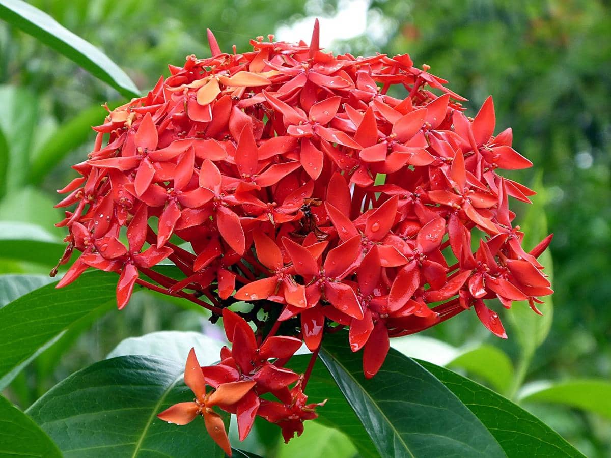 ilustrasi tanaman Ixora