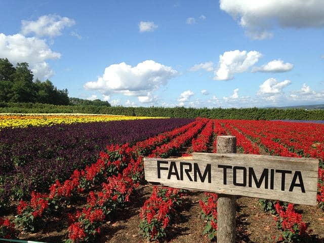 potret hamparan bunga warna-warni di Farm Tomita