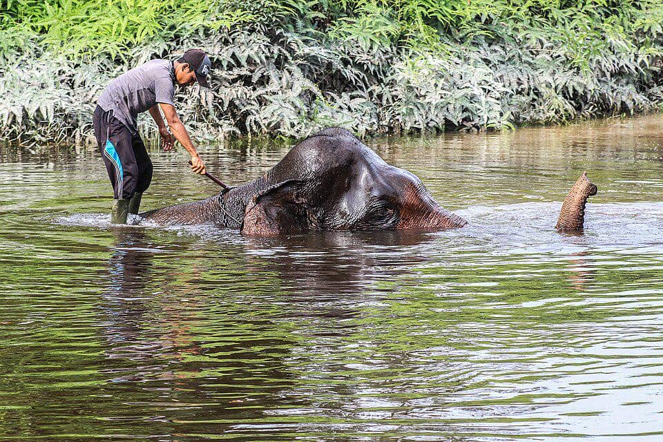 gajah sumatra dan pawangnya sedang bermain air di Taman Nasional Tesso Nilo