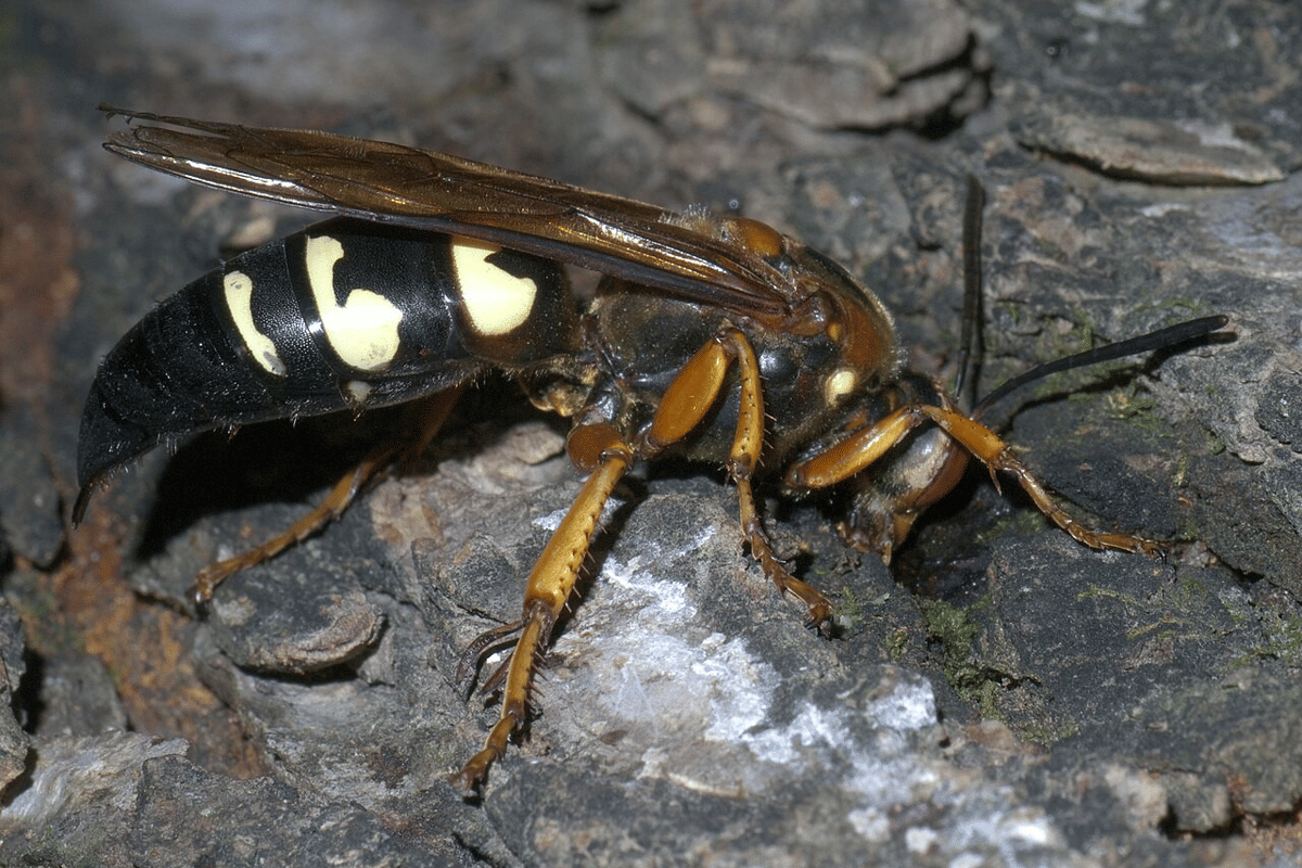 tawon pembunuh tonggeret