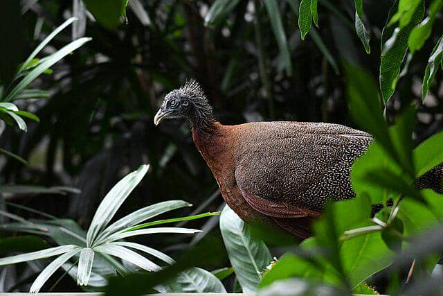 potret burung great argus