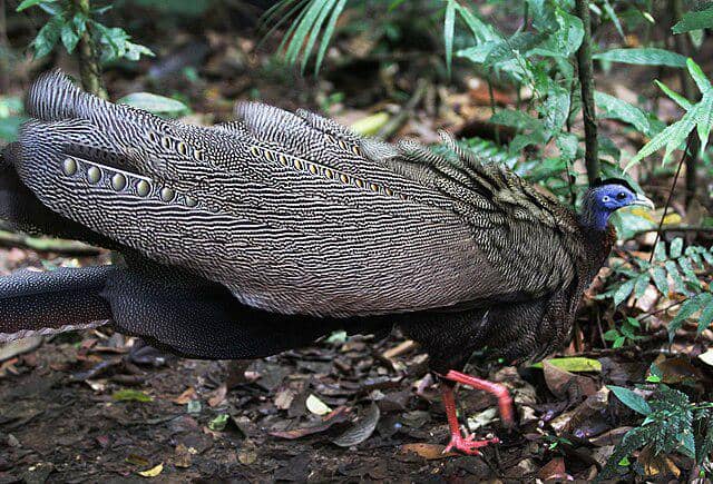 potret burung great argus