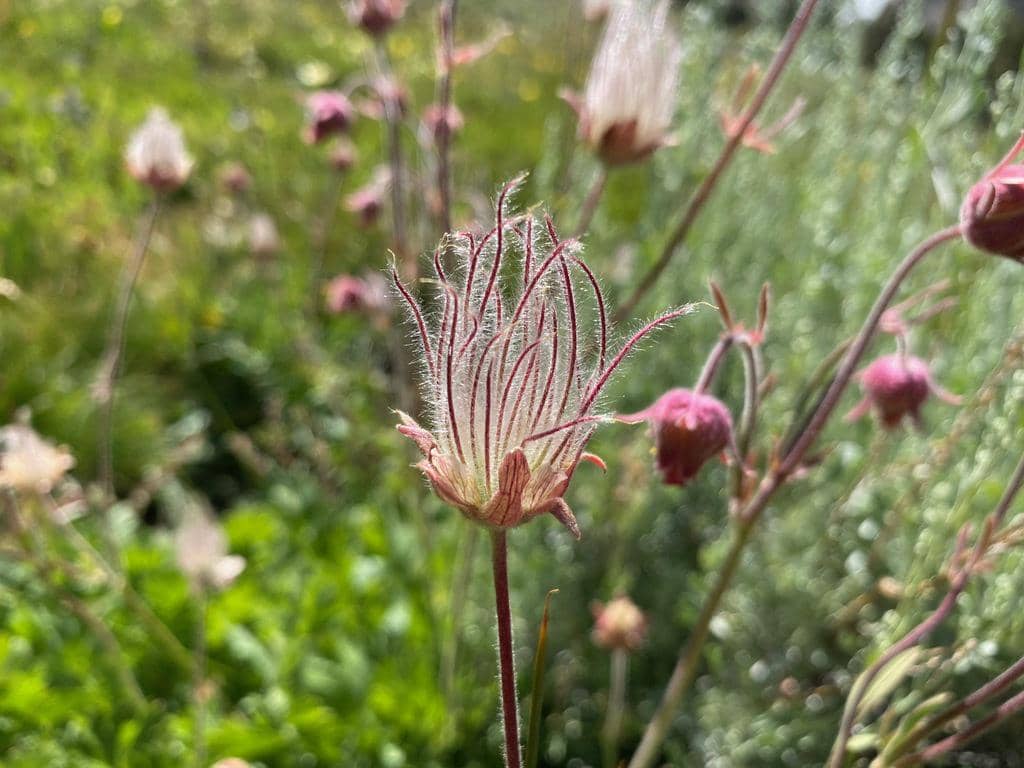 Prairie Smoke