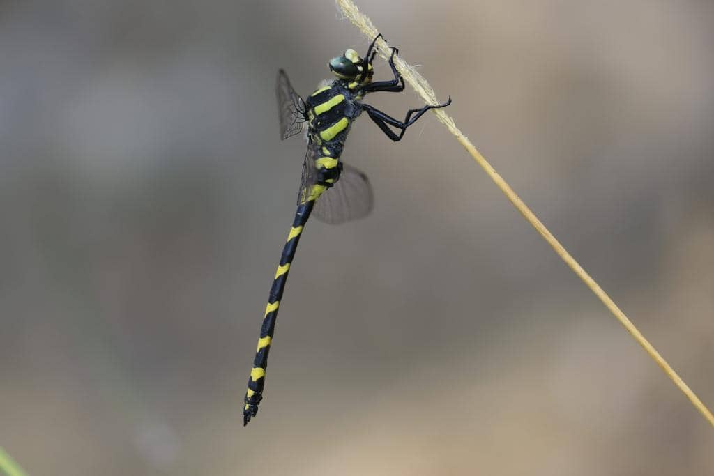 Thecagaster insignis