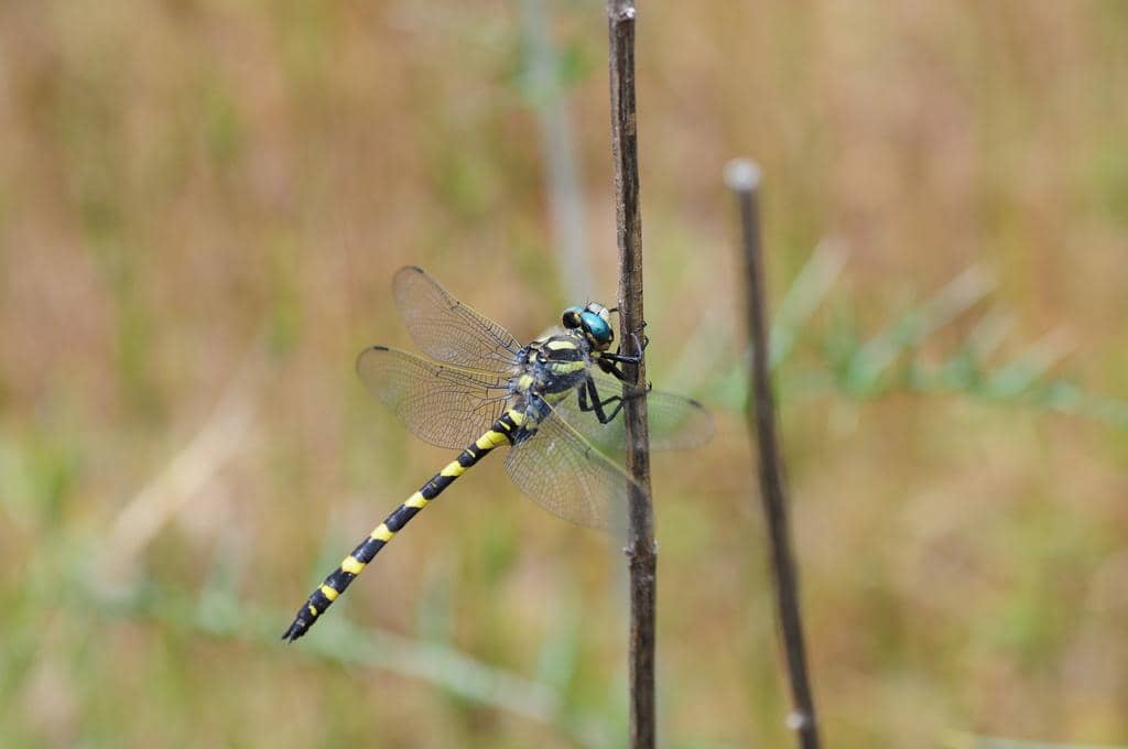 Thecagaster insignis