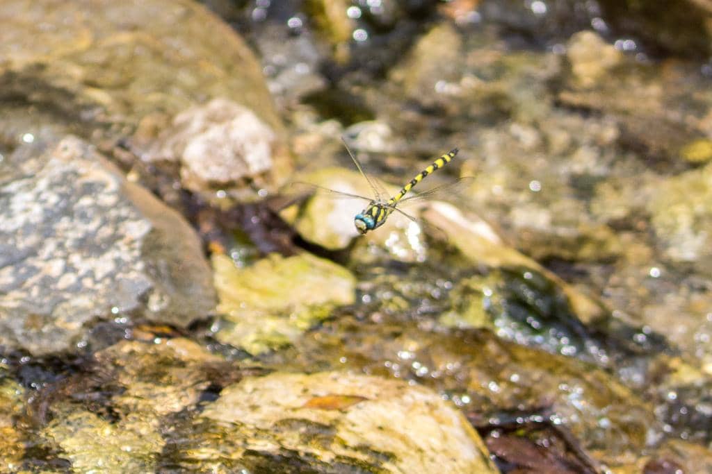 Thecagaster insignis