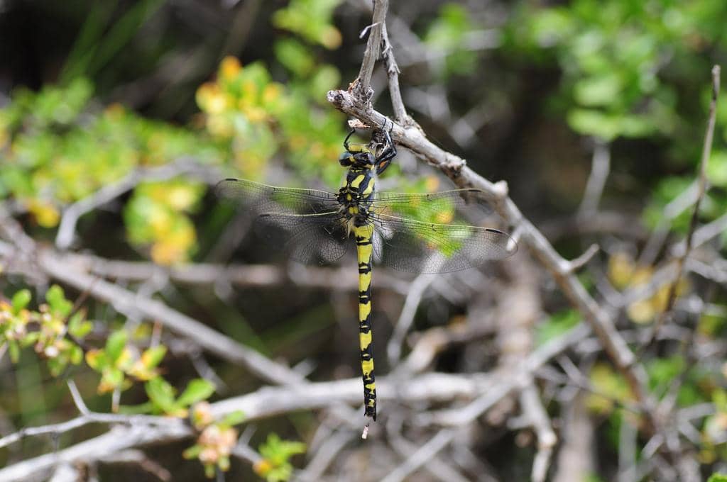 Thecagaster insignis