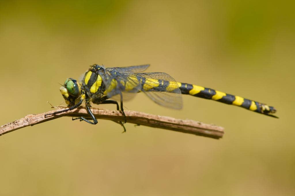 Thecagaster insignis