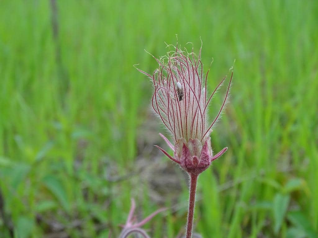 Prairie Smoke