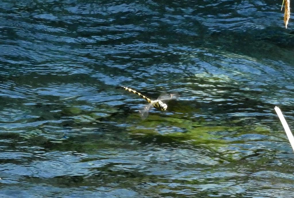 Thecagaster insignis