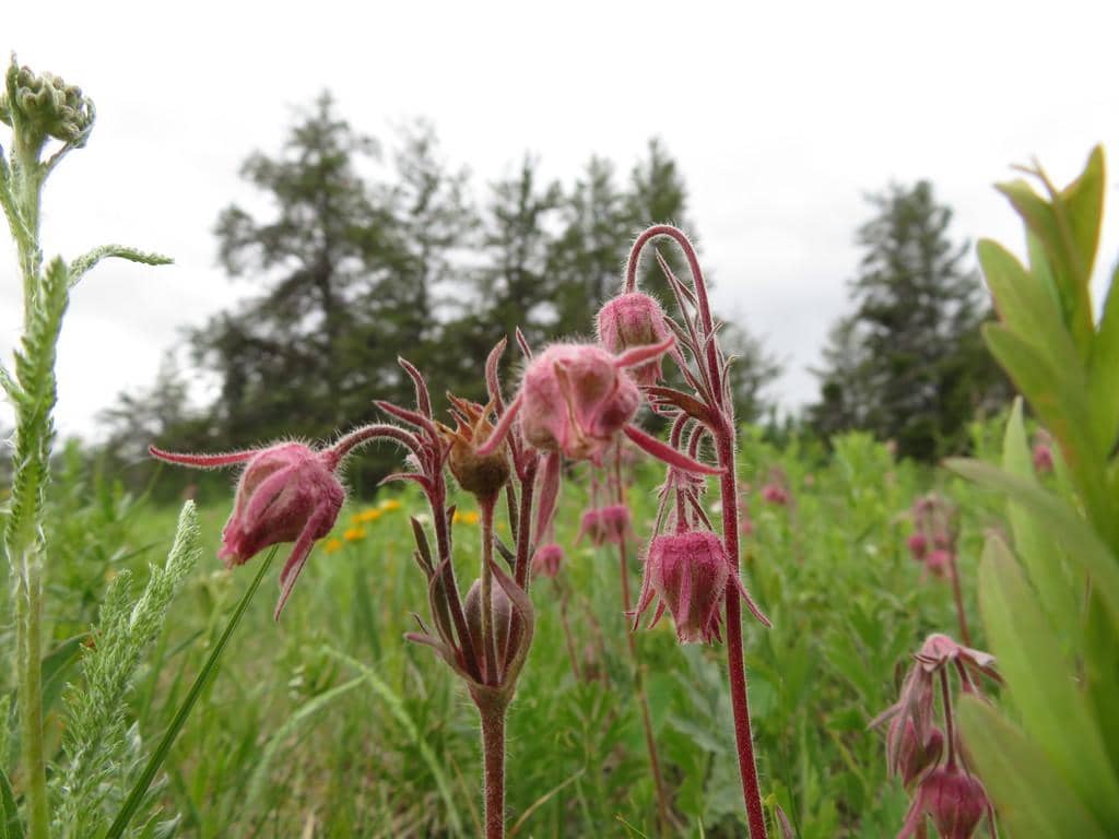 Prairie Smoke