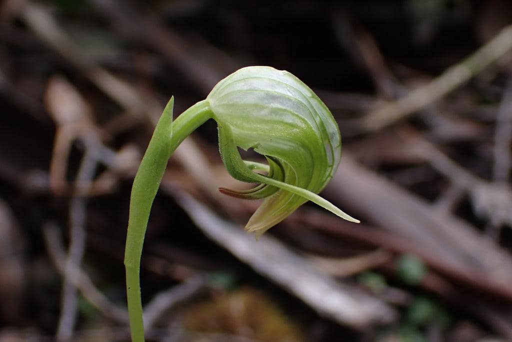 Pterostylis nutans
