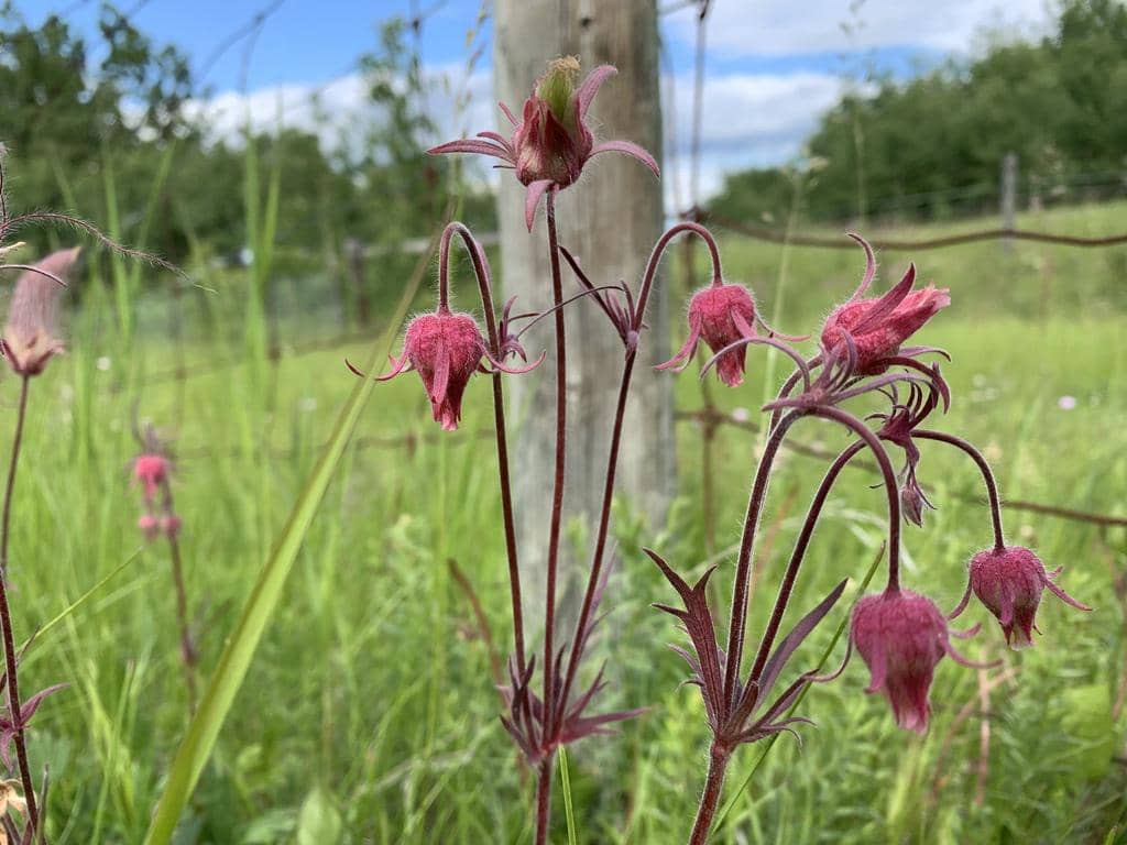 Prairie Smoke