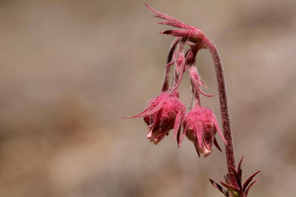 Prairie Smoke