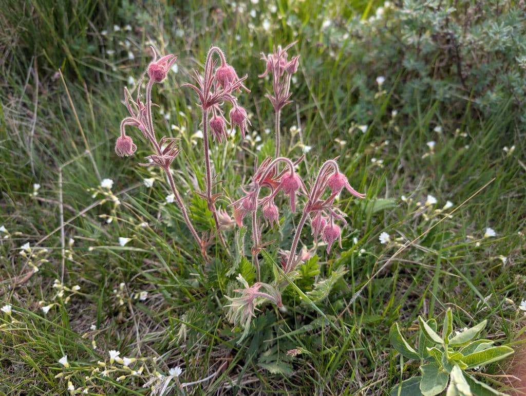 Prairie Smoke