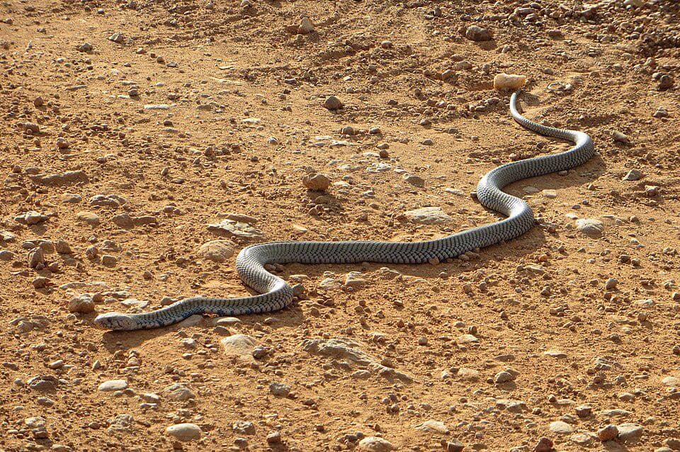 Kobra penyembur mozambik jadi salah satu spesies ular yang paling sering menggigit manusia di Afrika.