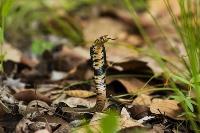potret kobra penyembur mozambik dewasa