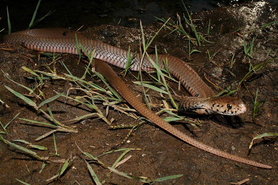 kobra penyembur mozambik sedang mencari tempat sembunyi