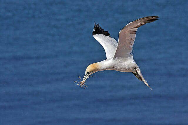 potret burung northern gannet