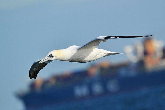 potret burung northern gannet