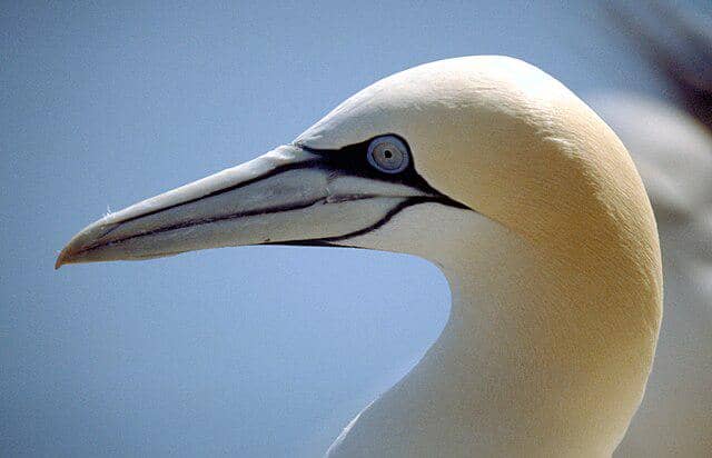 potret burung northern gannet 