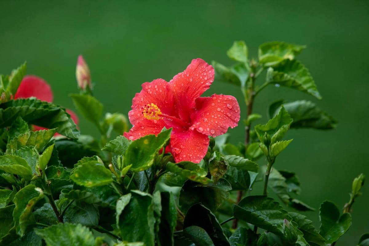 ilustrasi bunga sepatu