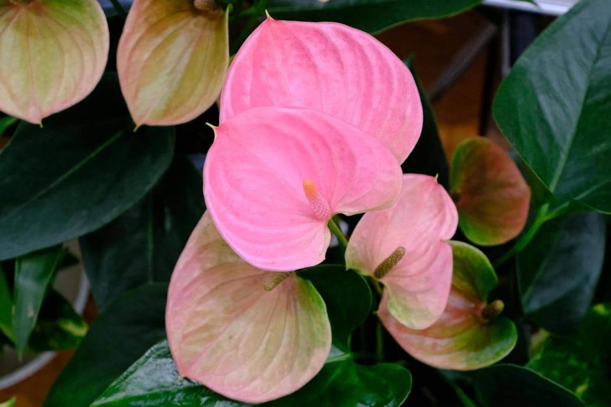 Anthurium andraeanum