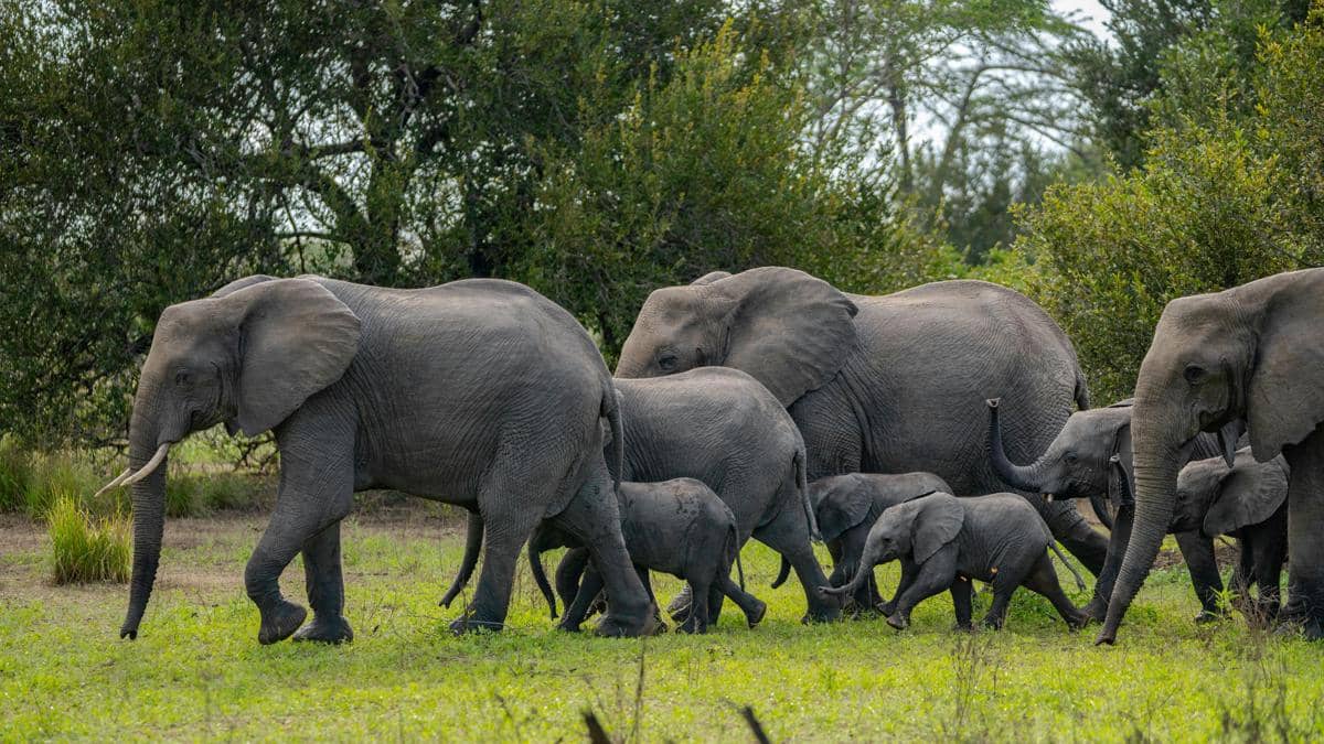 Gajah