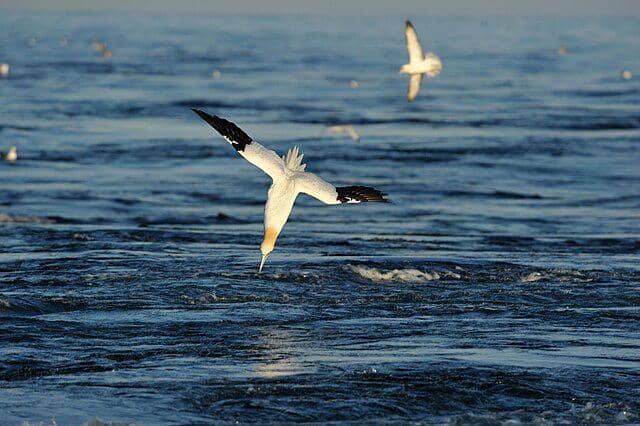 potret burung northern gannet 
