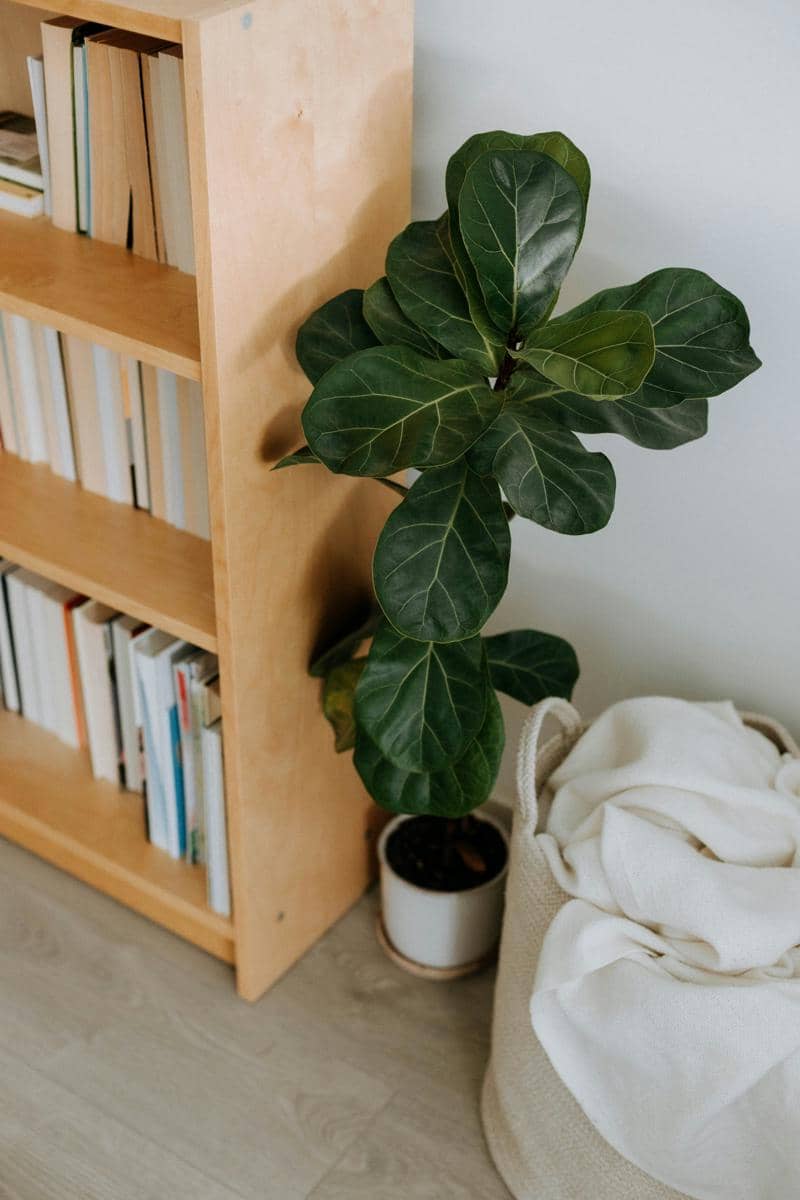 Fiddle leaf fig