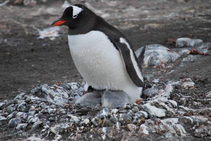 Penguin gentoo 