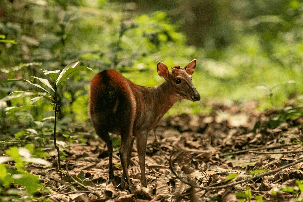 duiker peter