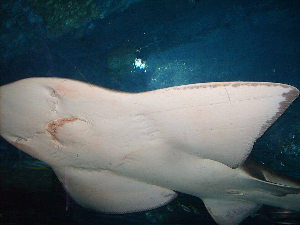 Meski terlihat biasa saja, sebenarnya mulut pari barong dilengkapi dengan rahang dan gigi yang kuat.