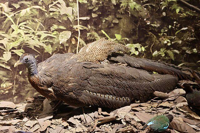 potret burung great argus 