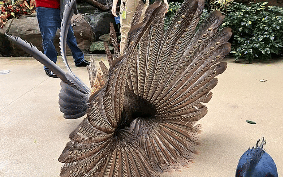 potret burung great argus