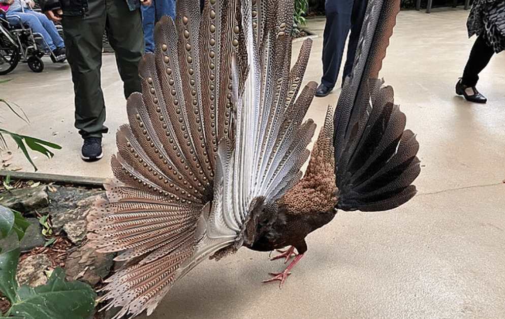 potret burung great argus 