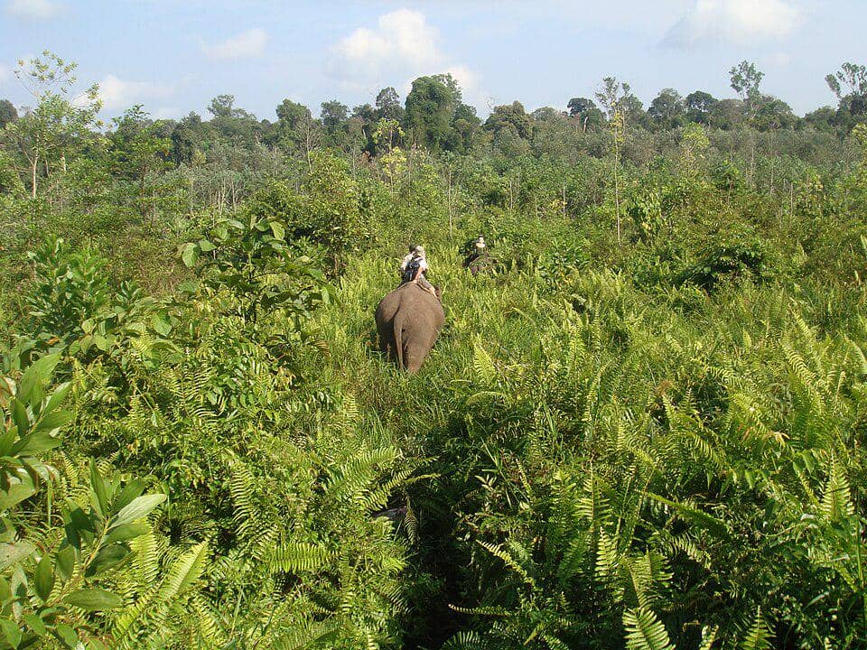 patroli penjaga hutan dengan gajah di Taman Nasional Tesso Nilo