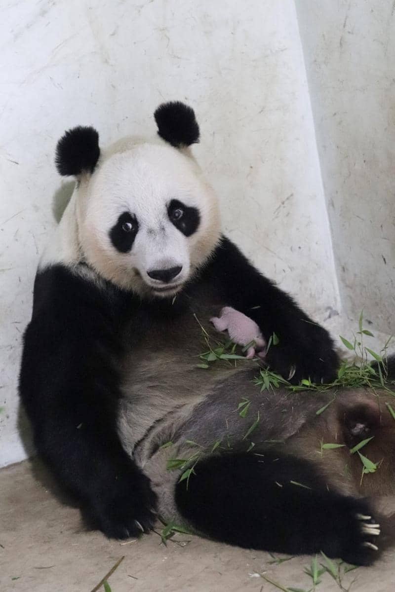 Bayi panda.jpg