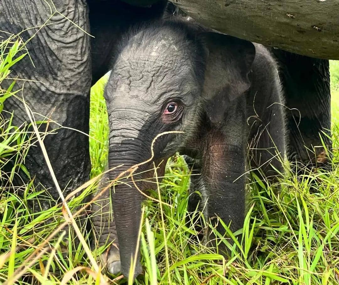 Anak gajah baru lahir di PKG Padang Sugihan diberi nama Rohmah.