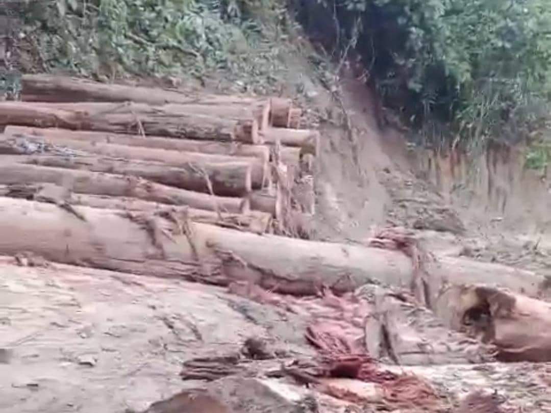 Viral Dugaan Pembalakan Liar di Hutan Pesibar, Ini Respons Kapolda