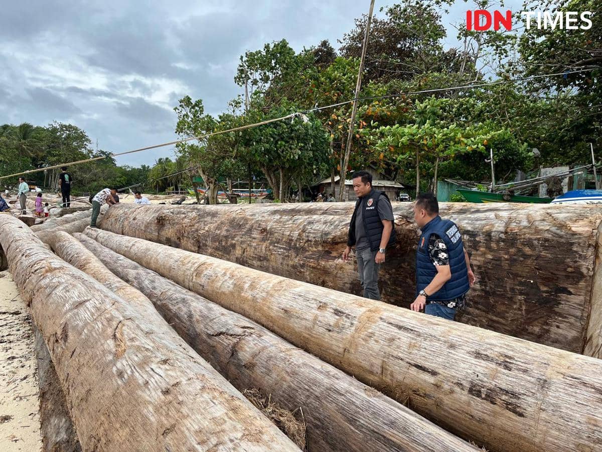 Penampakan kayu gelondongan tertempel stiker barcode kuning di Pantai Pesisir Barat.