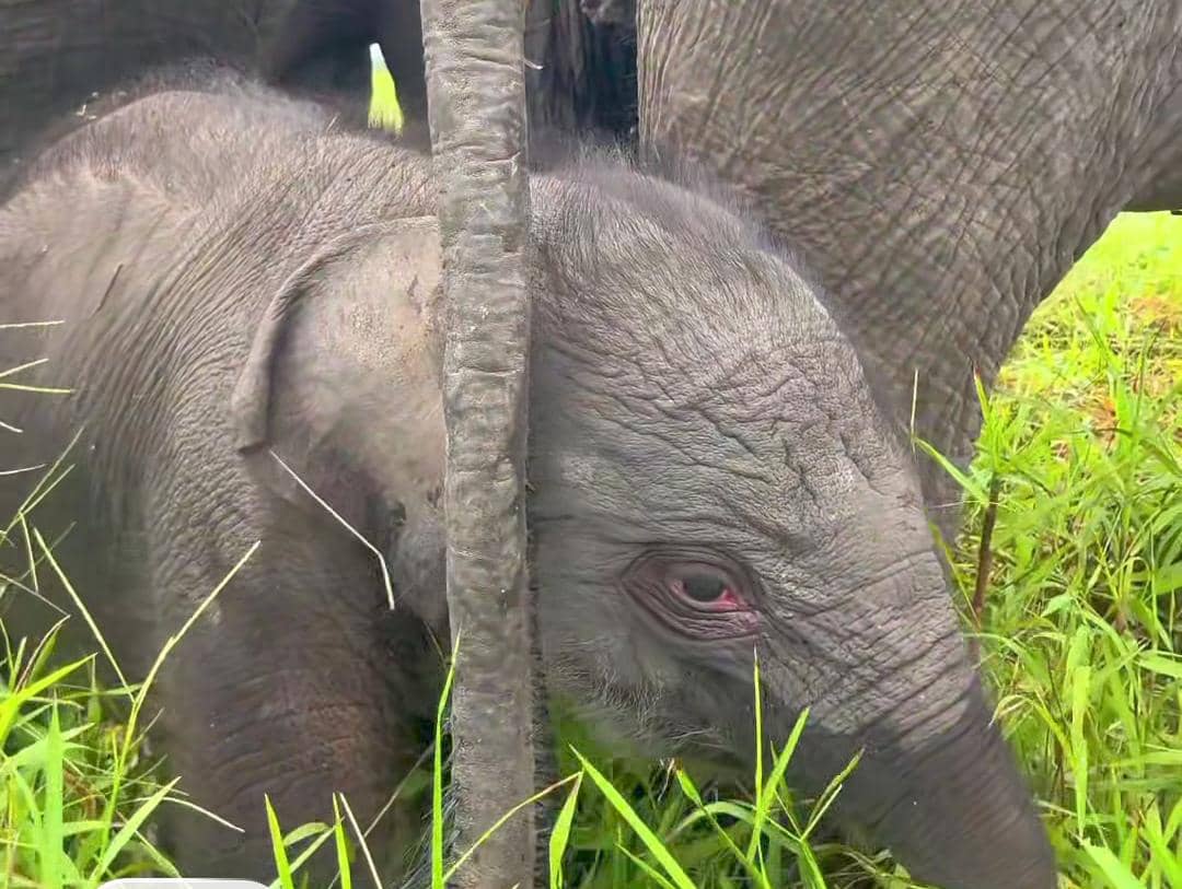 Anak gajah baru lahir di PKG Padang Sugihan diberi nama Rohmah.
