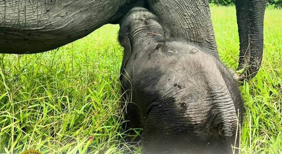 Anak gajah baru lahir di PKG Padang Sugihan diberi nama Rohmah.