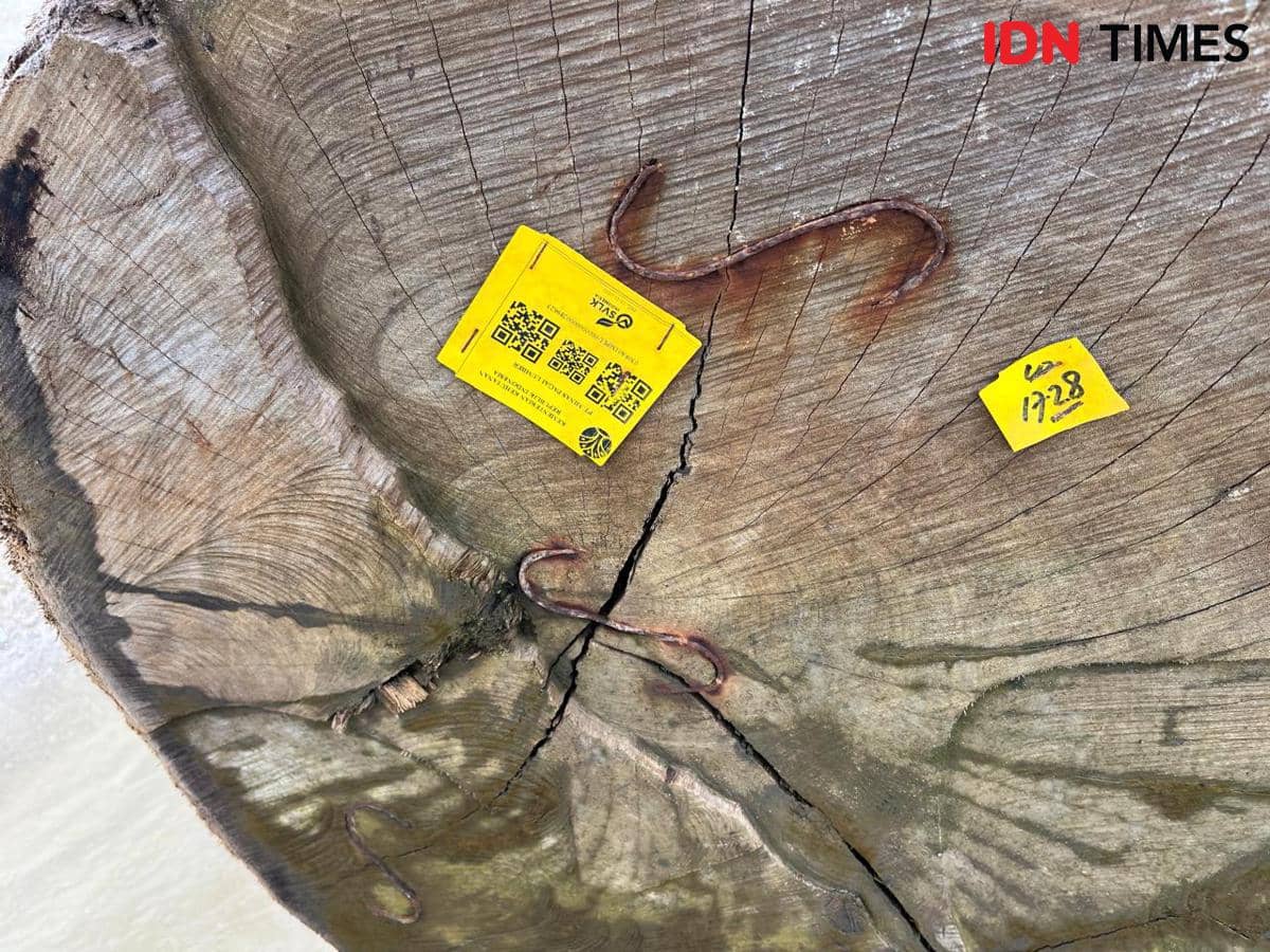 Penampakan kayu gelondongan tertempel stiker barcode kuning di Pantai Pesisir Barat.