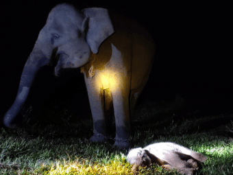 Penampakan Yulia dan anak pertamanya baru lahir di kawasan hutan Taman Nasional Way Kambas (TNWK), Lampung Timur.