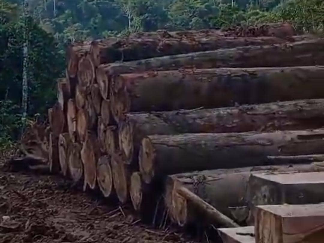 Viral Dugaan Pembalakan Liar di Hutan Pesibar, Ini Respons Kapolda