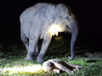 Penampakan Yulia dan anak pertamanya baru lahir di kawasan hutan Taman Nasional Way Kambas (TNWK), Lampung Timur.